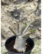 Baobab chacal (adenium arabicum) de 3 ans - AR56