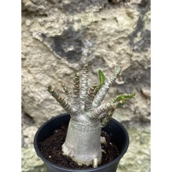 Baobab chacal (adenium arabicum) de 3 ans - AR56