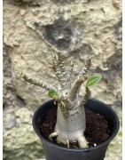 Baobab chacal (adenium arabicum) de 3 ans - AR56