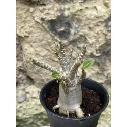 Baobab chacal (adenium arabicum) de 3 ans - AR56