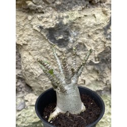 Baobab chacal (adenium arabicum) de 3 ans - AR56