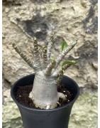 Baobab chacal (adenium arabicum) de 3 ans - AR56
