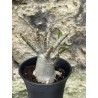 Baobab chacal (adenium arabicum) de 3 ans - AR56