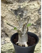 Baobab chacal (adenium arabicum) de 3 ans - AR56