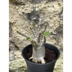 Baobab chacal (adenium arabicum) de 3 ans - AR56