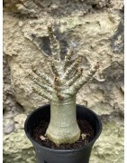 Baobab chacal (adenium arabicum) de 3 ans - AR55