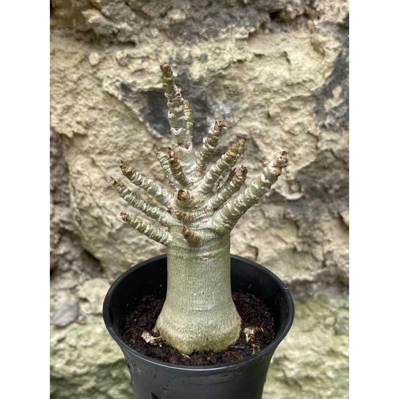 Baobab chacal (adenium arabicum) de 3 ans - AR55 Baobab chacal (adenium arabicum) de 3 ans - AR55