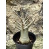Baobab chacal (adenium arabicum) de 3 ans - AR55