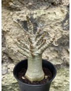 Baobab chacal (adenium arabicum) de 3 ans - AR55