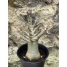 Baobab chacal (adenium arabicum) de 3 ans - AR55