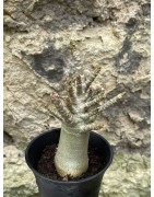 Baobab chacal (adenium arabicum) de 3 ans - AR55