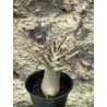 Baobab chacal (adenium arabicum) de 3 ans - AR55