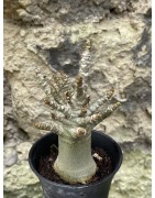 Baobab chacal (adenium arabicum) de 3 ans - AR55