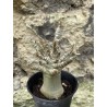 Baobab chacal (adenium arabicum) de 3 ans - AR55