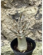 Baobab chacal (adenium arabicum) de 3 ans - AR55