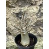 Baobab chacal (adenium arabicum) de 3 ans - AR55