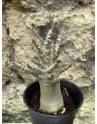 Baobab chacal (adenium arabicum) de 3 ans - AR55