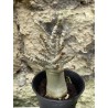 Baobab chacal (adenium arabicum) de 3 ans - AR55