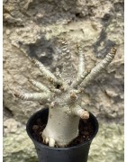 Baobab chacal (adenium arabicum) de 3 ans - AR54