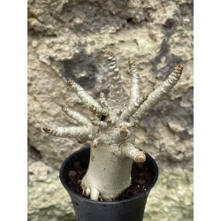 Baobab chacal (adenium arabicum) de 3 ans - AR54