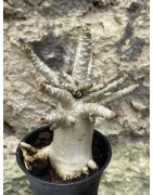Baobab chacal (adenium arabicum) de 3 ans - AR54