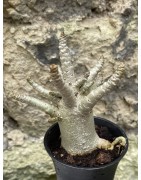 Baobab chacal (adenium arabicum) de 3 ans - AR54