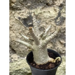 Baobab chacal (adenium arabicum) de 3 ans - AR54