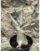 Baobab chacal (adenium arabicum) de 3 ans - AR54