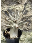 Baobab chacal (adenium arabicum) de 3 ans - AR54