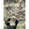 Baobab chacal (adenium arabicum) de 3 ans - AR54