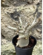 Baobab chacal (adenium arabicum) de 3 ans - AR54