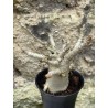 Baobab chacal (adenium arabicum) de 3 ans - AR54