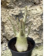 Baobab chacal (adenium arabicum) de 3 ans - AR53