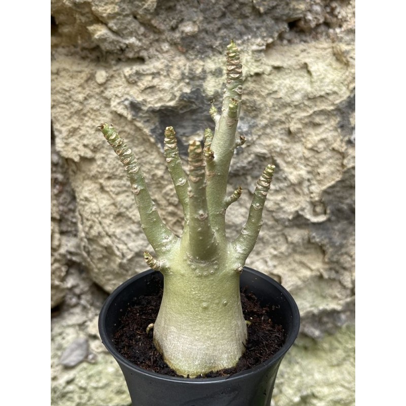 Baobab chacal (adenium arabicum) de 3 ans - AR53 Baobab chacal (adenium arabicum) de 3 ans - AR53