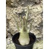 Baobab chacal (adenium arabicum) de 3 ans - AR53
