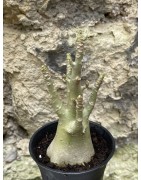 Baobab chacal (adenium arabicum) de 3 ans - AR53