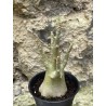Baobab chacal (adenium arabicum) de 3 ans - AR53