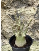 Baobab chacal (adenium arabicum) de 3 ans - AR53