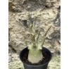 Baobab chacal (adenium arabicum) de 3 ans - AR53