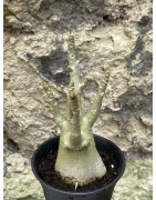 Baobab chacal (adenium arabicum) de 3 ans - AR53