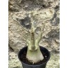 Baobab chacal (adenium arabicum) de 3 ans - AR53