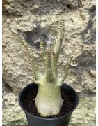 Baobab chacal (adenium arabicum) de 3 ans - AR53