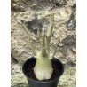 Baobab chacal (adenium arabicum) de 3 ans - AR53