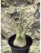 Baobab chacal (adenium arabicum) de 3 ans - AR53
