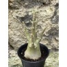 Baobab chacal (adenium arabicum) de 3 ans - AR53