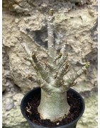 Baobab chacal (adenium arabicum) de 3 ans - AR52
