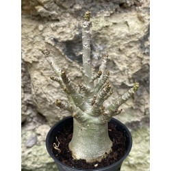 Baobab chacal (adenium arabicum) de 3 ans - AR52