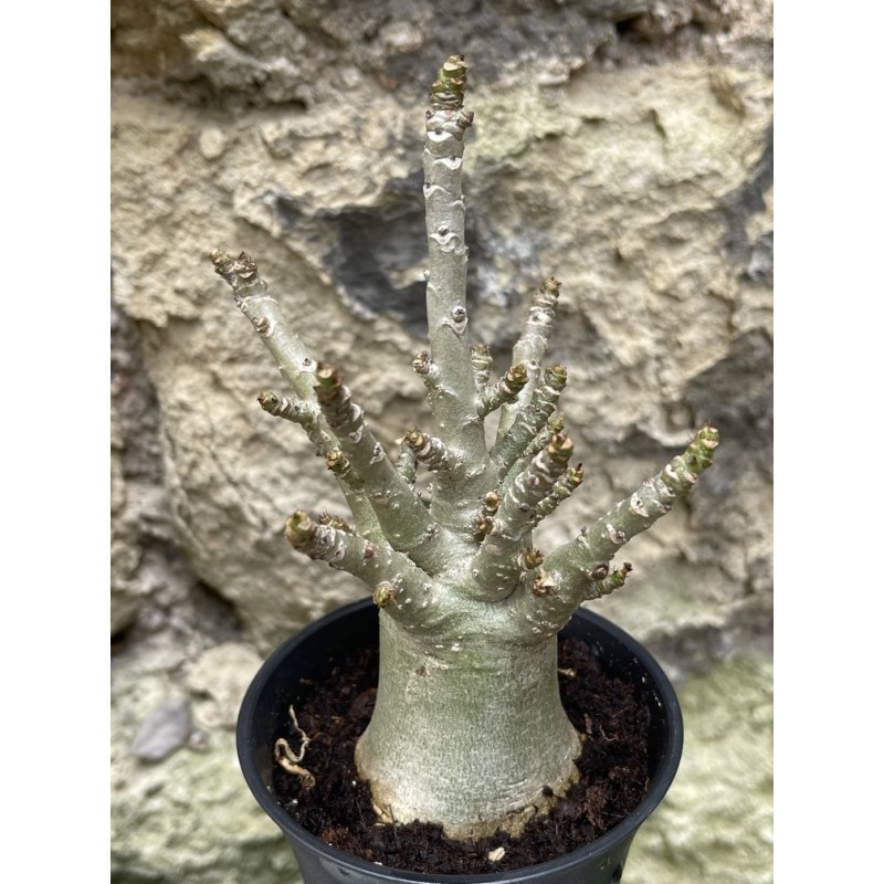 Baobab chacal (adenium arabicum) de 3 ans - AR52 Baobab chacal (adenium arabicum) de 3 ans - AR52