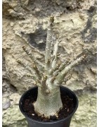 Baobab chacal (adenium arabicum) de 3 ans - AR52