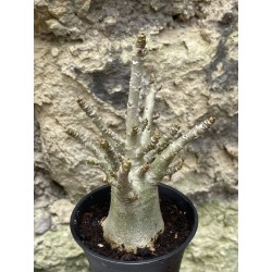 Baobab chacal (adenium arabicum) de 3 ans - AR52